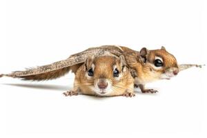 Two playful chipmunks exploring their surroundings on a white backdrop, showcasing their lively expressions and movements photo