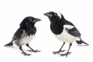 Two distinct species of birds perched closely together, showcasing their contrasting plumage in a light setting photo