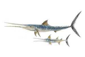 Detailed illustration of a swordfish and its juvenile, showcasing their unique features and habitat in the ocean photo
