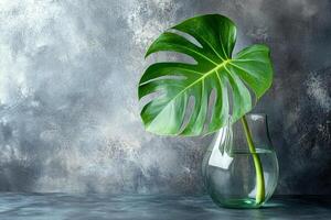 A single large green monstera leaf in a clear glass vase against a gray background. photo
