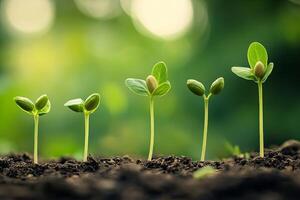 A row of five green seedlings growing in soil, showing the stages of growth from sprout to small plant. photo