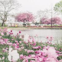 Delicate Pink Flowers with Scattered Petals near a Pond and a Blurred Background of Cherry Blossom Trees photo