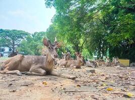 a deer laying down on the ground with its mouth open photo