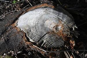 a close up of a tree stump photo