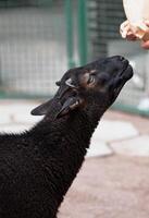 Black sheep eagerly stretches its neck towards person hand, hoping to receive some food in petting zoo. Playful interaction with animals photo