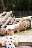Child in heart-patterned shirt and cap looking sideways near fence while deer as it grazing near logs in zoo photo