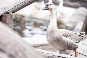 Goose walking confidently near wooden fence, showcasing its elegant features against the backdrop of calm pond photo