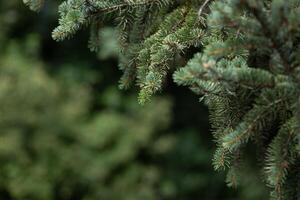 Evergreen tree branches with vibrant green needles, reflecting sunlight in a lush forest setting. Beauty in nature, natural background photo