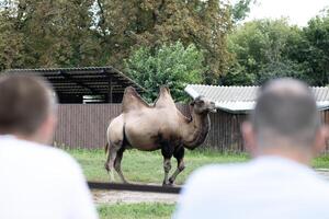 Bactrian camel walking around in area surrounded by greenery and two men watching the animal, standing back to camera photo