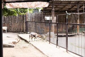 Goat and sheep grazing on hay in rustic farmyard with wooden fencing. The setting is tranquil with greenery and animal pens visible, creating peaceful ambiance photo