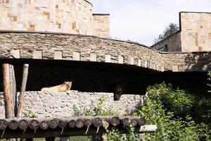 Two lions lounging in their habitat enclosure surrounded by greenery and stone structures during sunny day. Their calm demeanor adds to the peaceful atmosphere of the environment photo