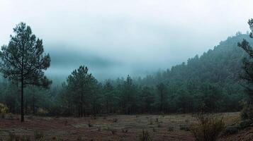 A forest with trees and a mountain in the background photo
