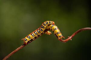 Euphorbia hawkmoth caterpillar, Hyles euphorbiae on a branch. photo