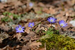 Anemonoides blanda, syn. Balkan anemone, Grecian windflower or winter windflower, is a species of flowering plant in the Ranunculaceae family. photo