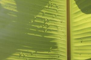 green banana leaf texture photo