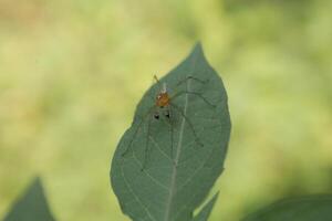 small spider on leaf photo