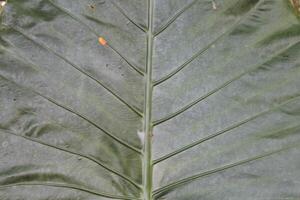 taro leaf texture photo