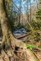 Mountain stream behind a tree photo