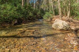 Shallow river through the forest photo