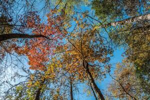 Autumn tree canopy photo