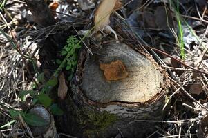 a dead tree stump with a hole in it photo