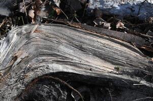 a close up of a fallen tree with a bird sitting on it photo