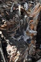 a close up of a tree trunk with a lot of dirt photo