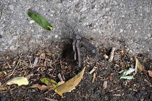 a dead leaf on the ground photo
