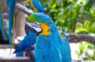 Blue and yellow jungle macaw parrot with open beak friendly staring at camera photo