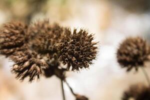 Close up of Hyptis capitata weed photo