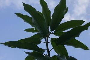 mango leaves with sky background photo