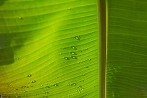 dew on banana leaves photo