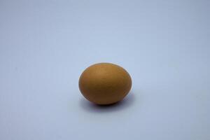 isolated chicken eggs photo