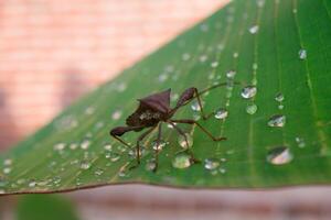 a brown beetle on a dew-covered banana leaf photo
