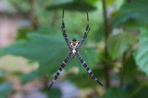 spider and trap web photo