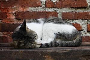 a cat is fast asleep photo