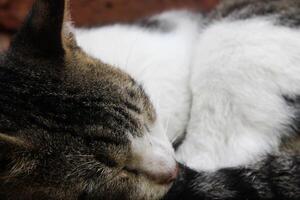 a cat sleeping on the porch photo
