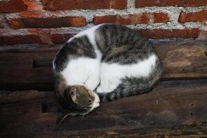 a cat is fast asleep photo