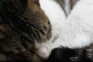 a cat is fast asleep photo