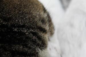 a cat is fast asleep photo