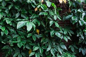 green leaves background in full frame, wallpaper photo