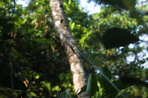 spider and trap web photo