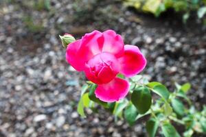 red rose flower blooming blur background photo