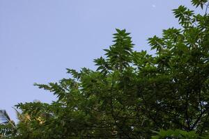 Green leaves against a blue sky background. Copy space for text. Nature landscape background. photo