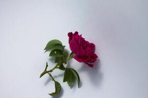isolated red rose with copy space white background photo