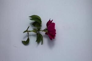 isolated red rose with copy space white background photo
