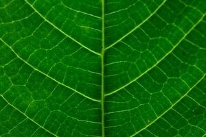 green leaf background texture photo