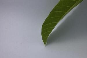 isolated green leaf with copy space photo