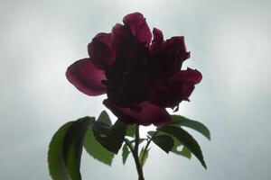 isolated red rose flower with back light photo