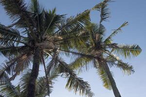 coconut tree seen from below photo